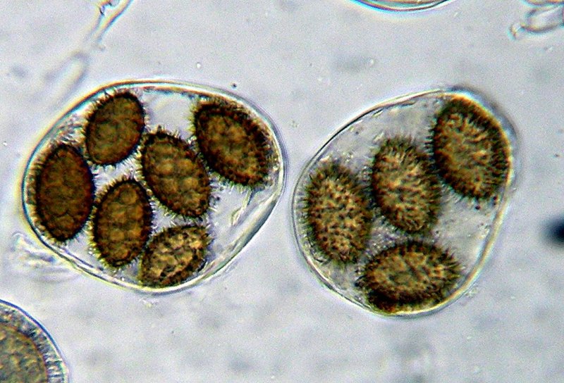 microscopio